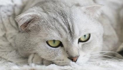 华体会团队-记者：巴西外援戴维森将在新赛季担任青岛西海岸第一队长